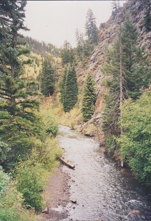 kolo 006