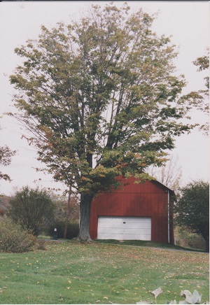 penna 016