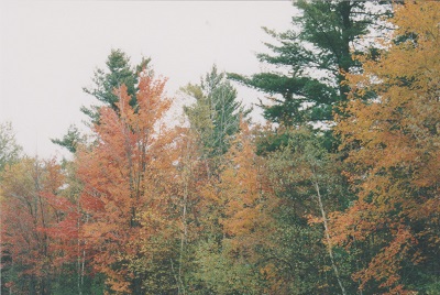 placid 005