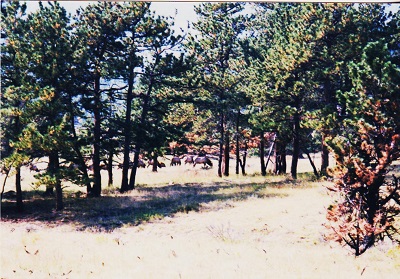 ridge 9