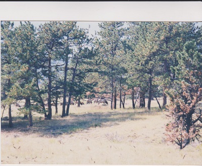 rocky 006