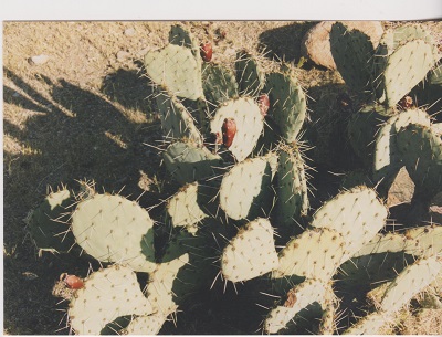 tubac 012