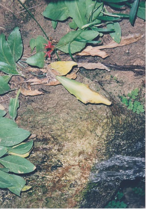 Zion 006