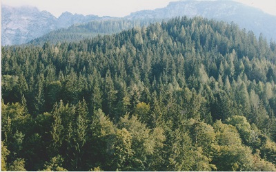 ober 009