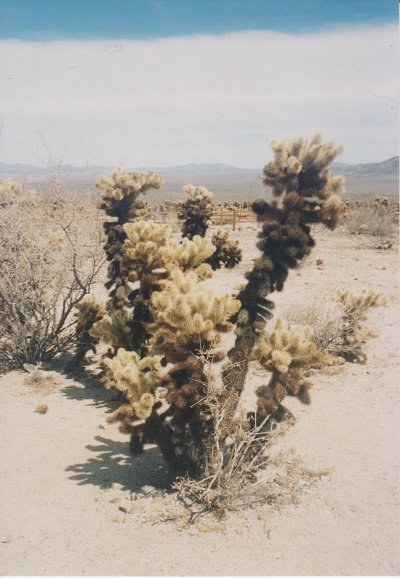 Arizona 2 001