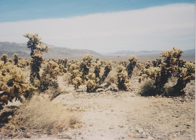 Arizona 2 002