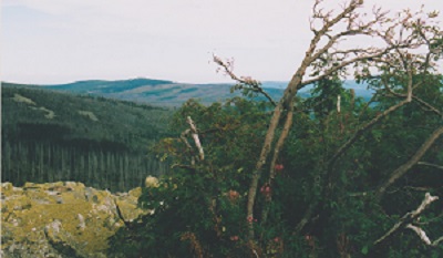 LUZNY 003