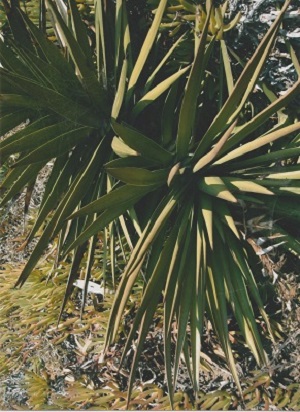 andalusie 002