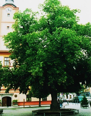 susice 012