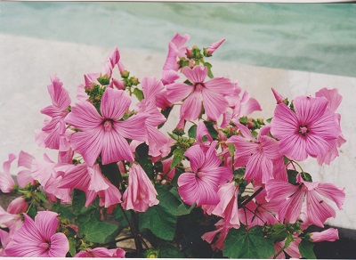 acscona 004