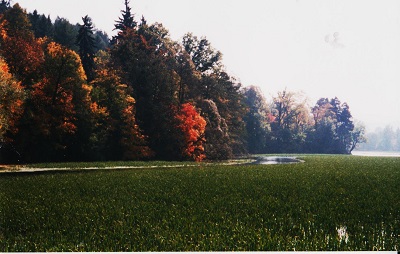 zinkovy 011