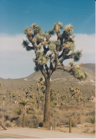 ARIZ 001