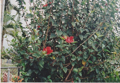 Havaj 2 001