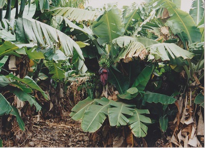 Havaj 2 002