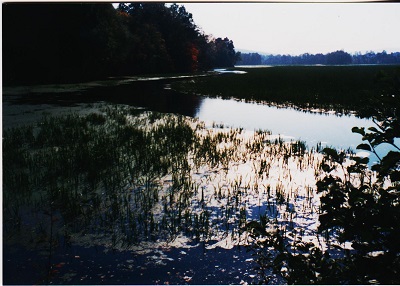 zinkovy 014